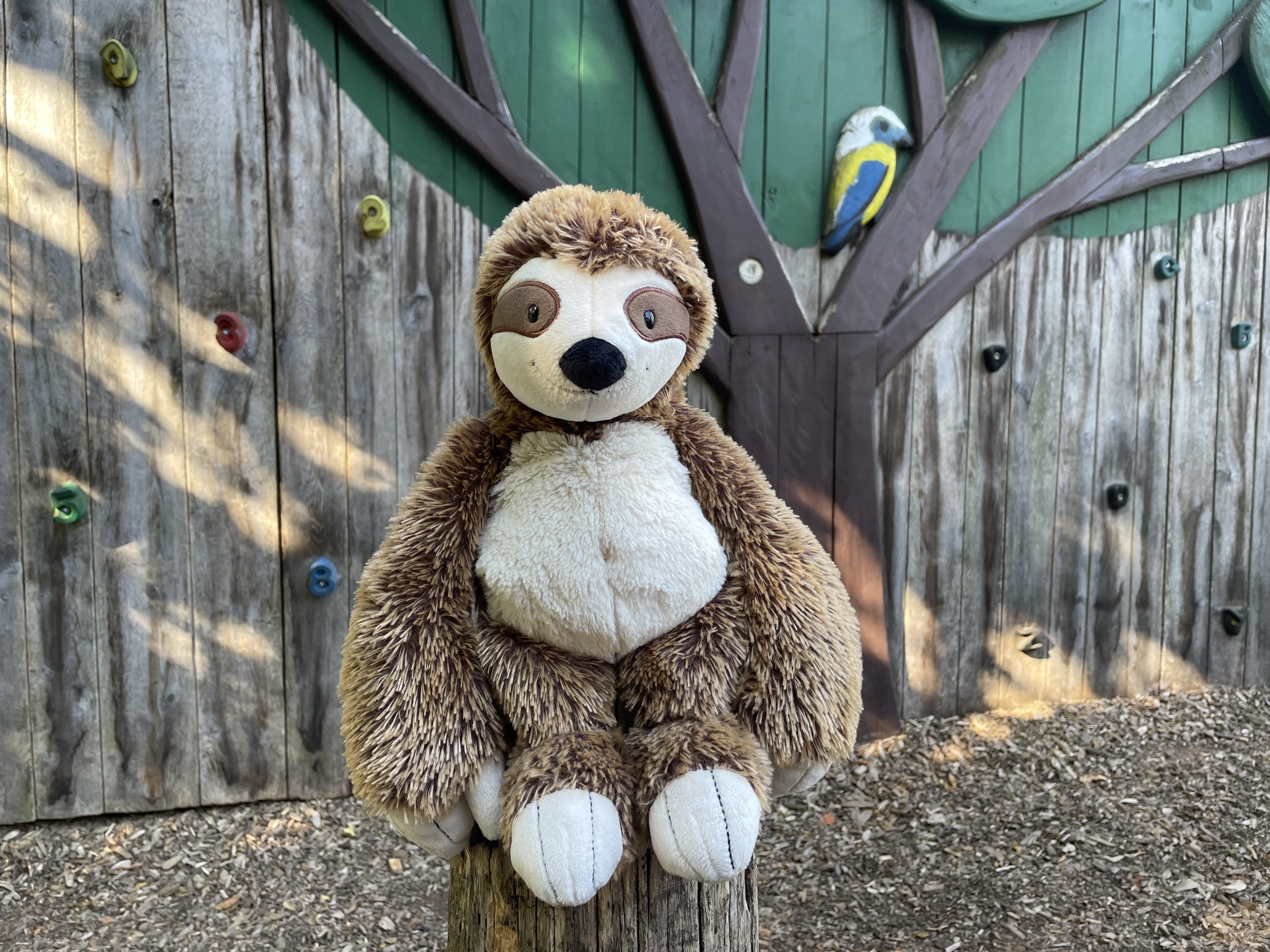 Waschbär Tobi
