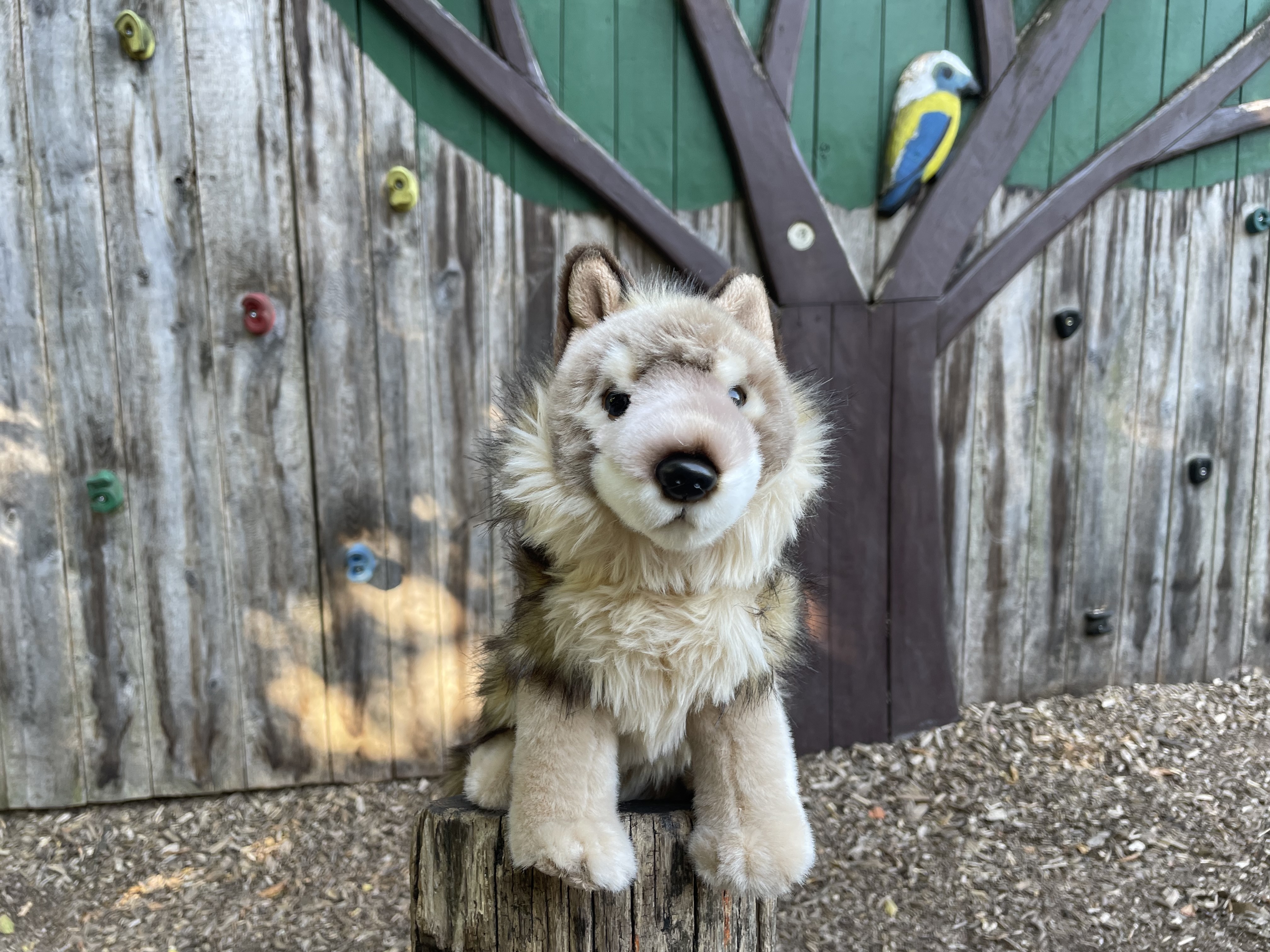 Waschbär Tobi