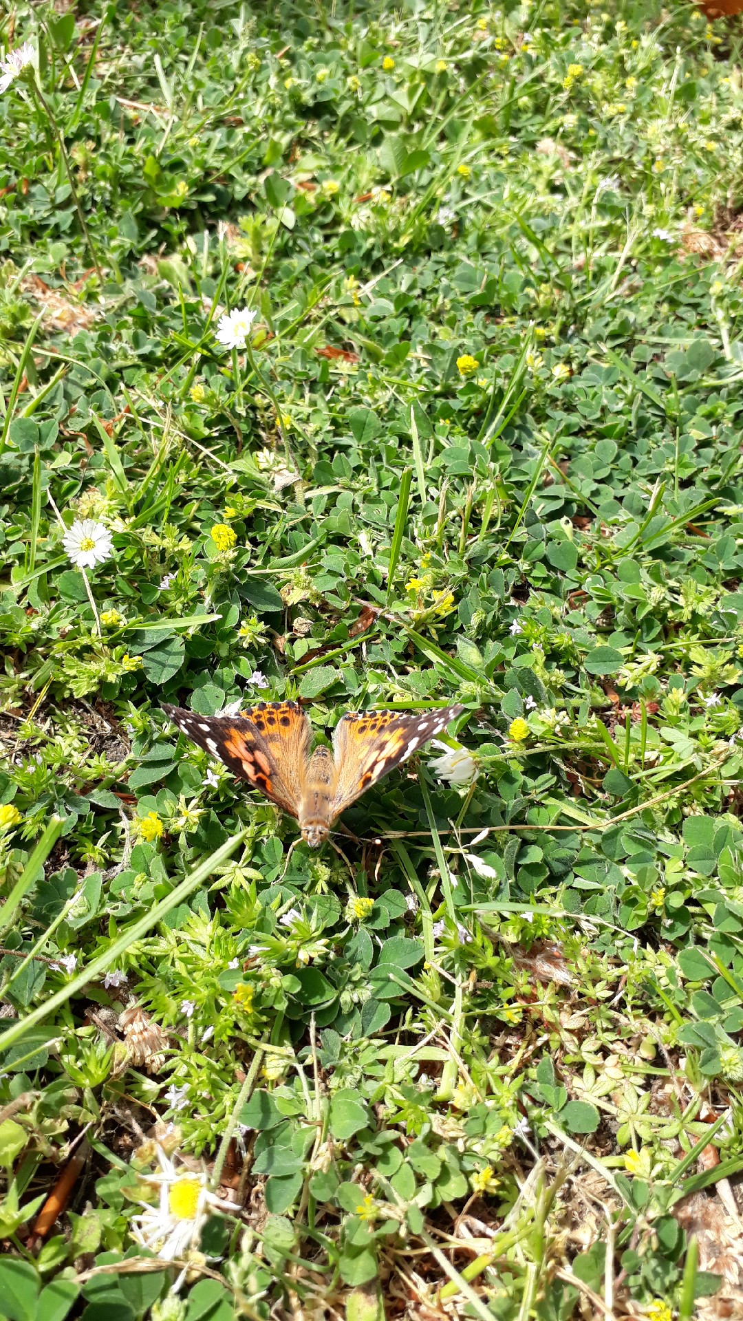 Schmetterling 6